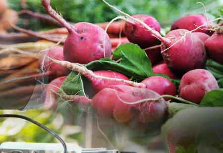 Seamless Cold Chain Solutions for Superior Freshness